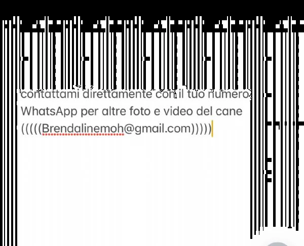 regalo barboncino toy  | Foto 1