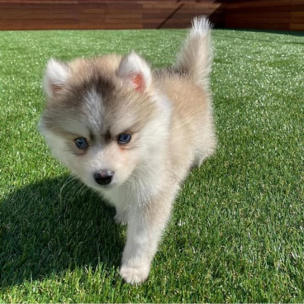 vendo cuccioli di husky