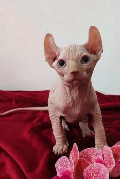 MERAVIGLIOSO GATTINO ELFO SPHYNX - GATTO NUDO  | Foto 3