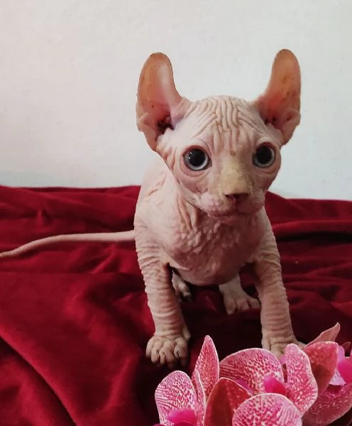 MERAVIGLIOSO GATTINO ELFO SPHYNX - GATTO NUDO 