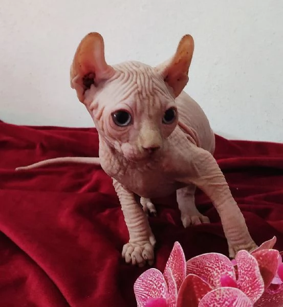 MERAVIGLIOSO GATTINO ELFO SPHYNX - GATTO NUDO  | Foto 1