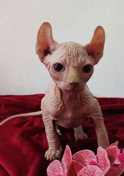 MERAVIGLIOSO GATTINO ELFO SPHYNX - GATTO NUDO  | Foto 0
