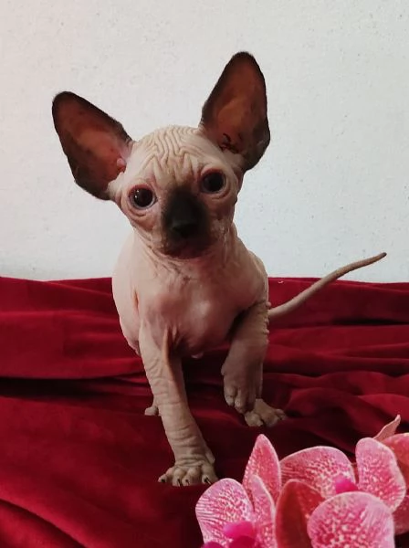 BELLISSIMO GATTINO ELFO STREAT - SPHYNX GATTO NUDO  | Foto 5