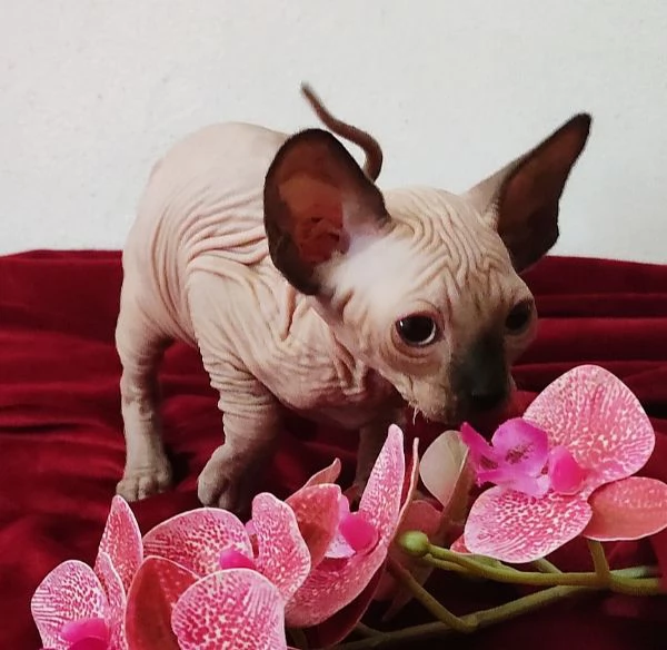 BELLISSIMO GATTINO ELFO STREAT - SPHYNX GATTO NUDO  | Foto 4