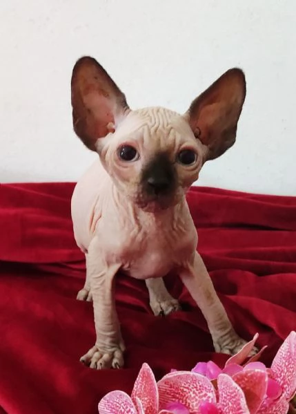 BELLISSIMO GATTINO ELFO STREAT - SPHYNX GATTO NUDO  | Foto 3