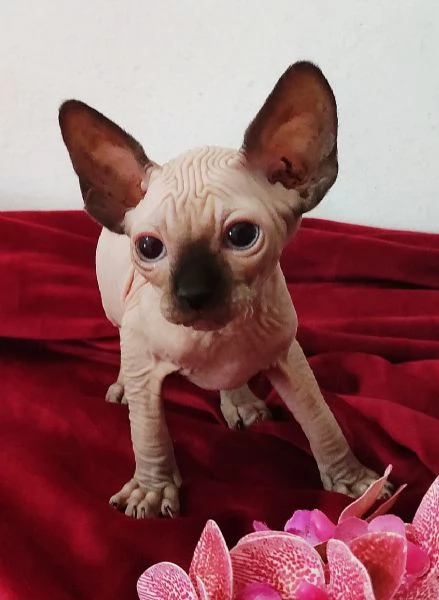 BELLISSIMO GATTINO ELFO STREAT - SPHYNX GATTO NUDO  | Foto 2