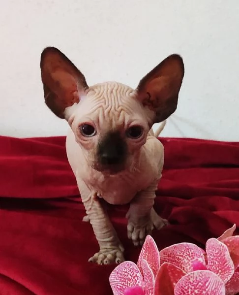 BELLISSIMO GATTINO ELFO STREAT - SPHYNX GATTO NUDO 