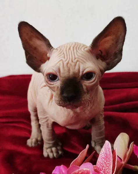 BELLISSIMO GATTINO ELFO STREAT - SPHYNX GATTO NUDO  | Foto 1