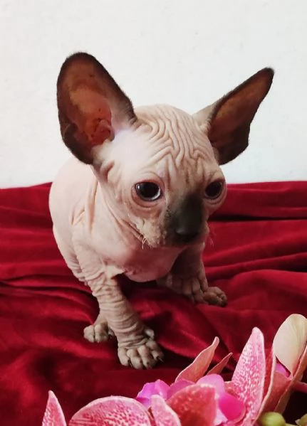 BELLISSIMO GATTINO ELFO STREAT - SPHYNX GATTO NUDO  | Foto 0