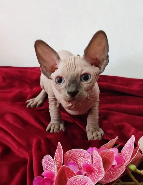 MASCHIETTO GATTINO ELFO STREAT - SPHYNX GATTO NUDO  | Foto 5