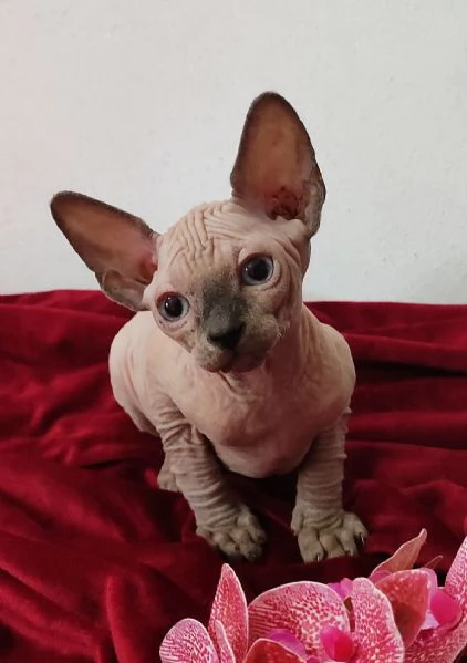 MASCHIETTO GATTINO ELFO STREAT - SPHYNX GATTO NUDO  | Foto 4