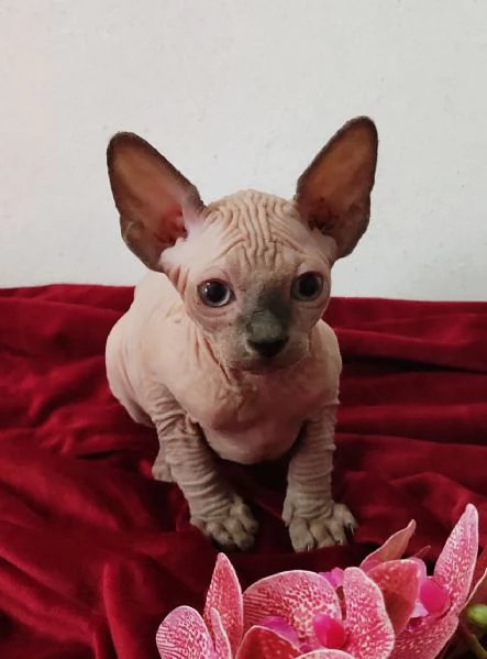MASCHIETTO GATTINO ELFO STREAT - SPHYNX GATTO NUDO  | Foto 3