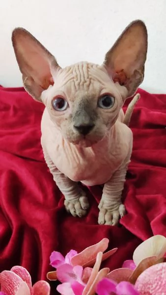 MASCHIETTO GATTINO ELFO STREAT - SPHYNX GATTO NUDO  | Foto 2
