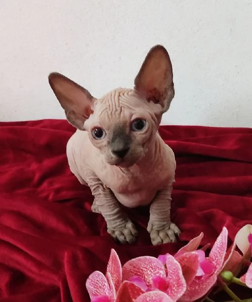 MASCHIETTO GATTINO ELFO STREAT - SPHYNX GATTO NUDO 