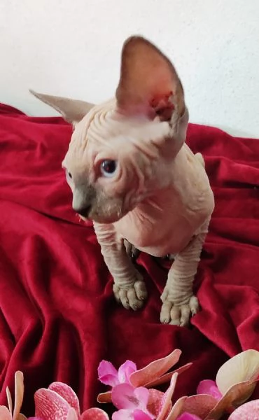 MASCHIETTO GATTINO ELFO STREAT - SPHYNX GATTO NUDO  | Foto 1