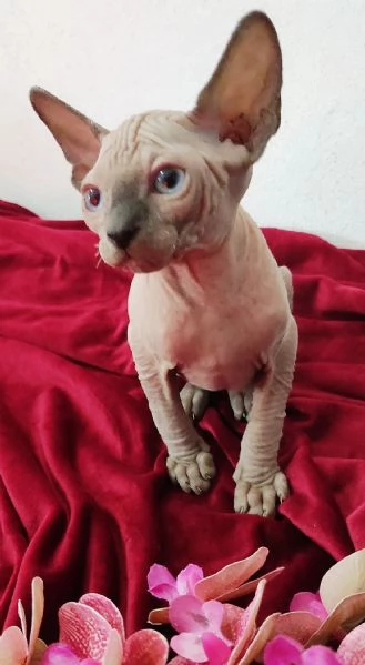 MASCHIETTO GATTINO ELFO STREAT - SPHYNX GATTO NUDO  | Foto 0