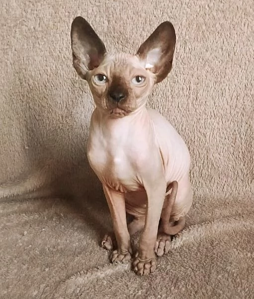 Cucciolo gattino Maschio ELFO STRAIGHT SPHYNX GATTO NUDO  | Foto 3
