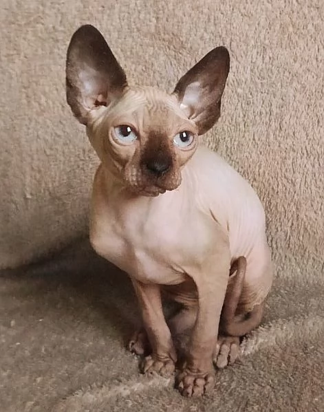 Cucciolo gattino Maschio ELFO STRAIGHT SPHYNX GATTO NUDO  | Foto 1