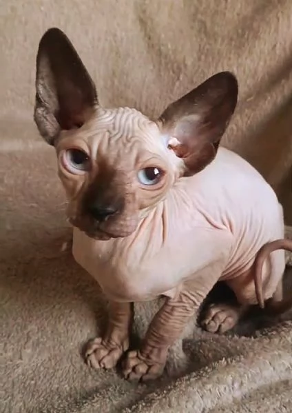 Cucciolo gattino Maschio ELFO STRAIGHT SPHYNX GATTO NUDO  | Foto 0