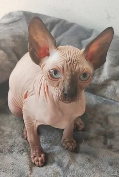 GATTINO MASCHIO ELF SPHYNX GATTO NUDO  | Foto 3