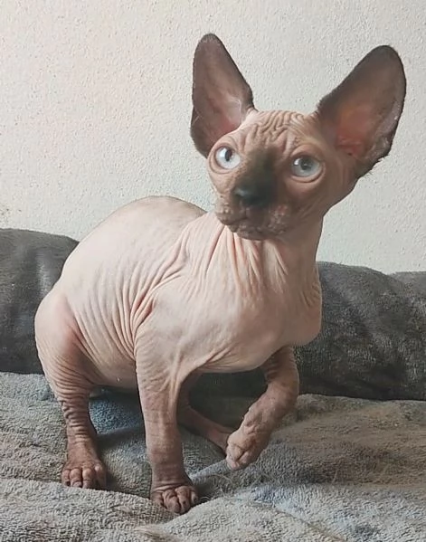 GATTINO MASCHIO ELF SPHYNX GATTO NUDO  | Foto 1