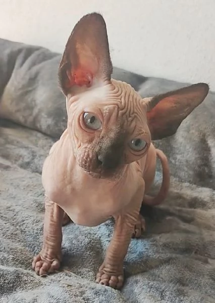 GATTINO MASCHIO ELF SPHYNX GATTO NUDO 