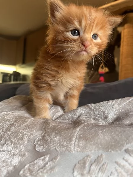 Cucciolo di Maine coon red tabby  | Foto 5