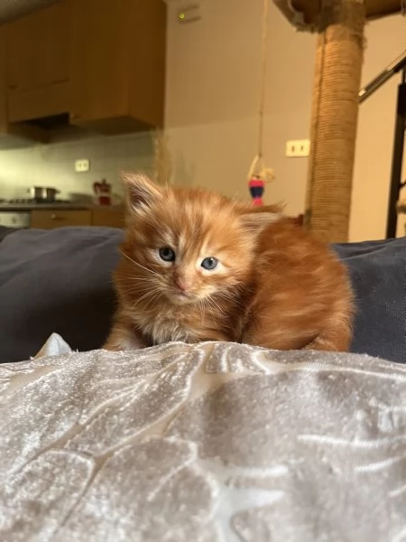 Cucciolo di Maine coon red tabby  | Foto 2