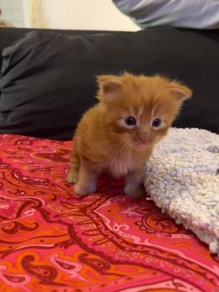 Cucciolo di Maine coon red tabby  | Foto 1