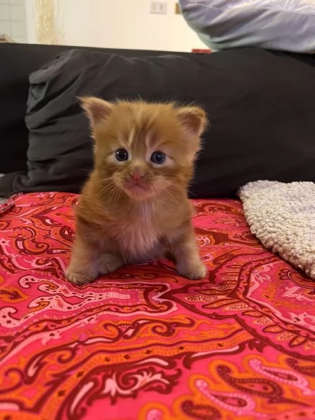 Cucciolo di Maine coon red tabby  | Foto 0