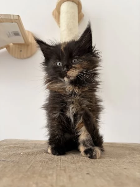 Cuccioli Maine coon nati il 23/12/2025 | Foto 6