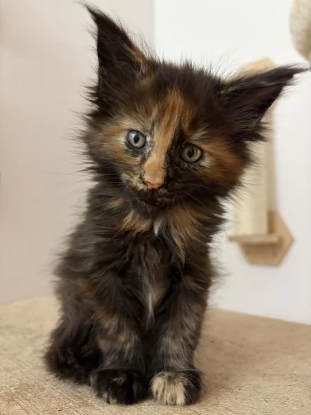 Cuccioli Maine coon nati il 23/12/2025 | Foto 5