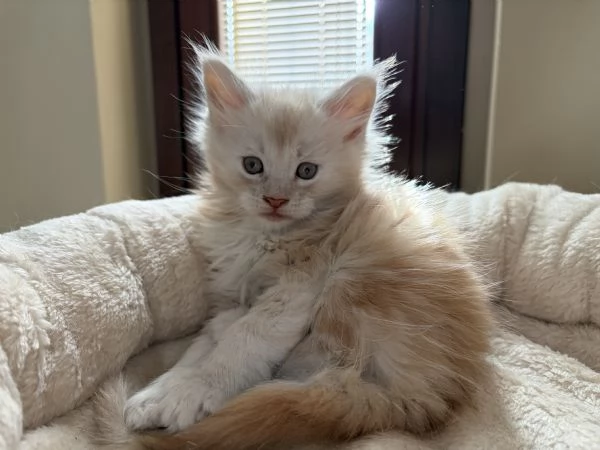 Cuccioli Maine coon nati il 23/12/2025