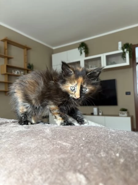 Cuccioli Maine coon nati il 23/12/2025 | Foto 4