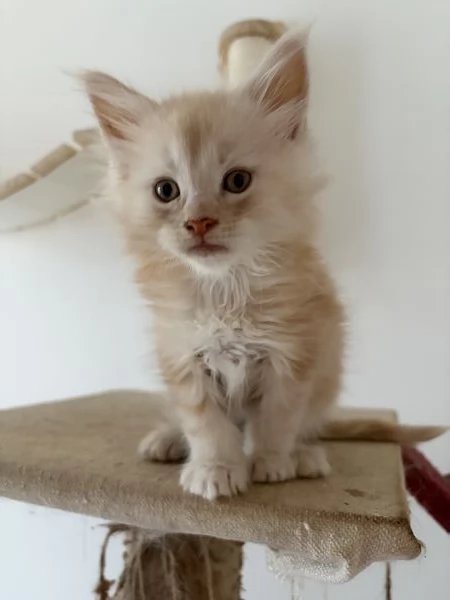 Cuccioli Maine coon nati il 23/12/2025 | Foto 3