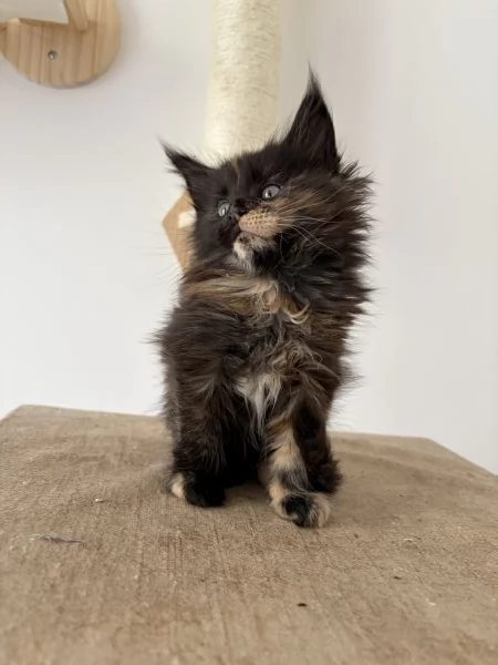 Cuccioli Maine coon nati il 23/12/2025 | Foto 2