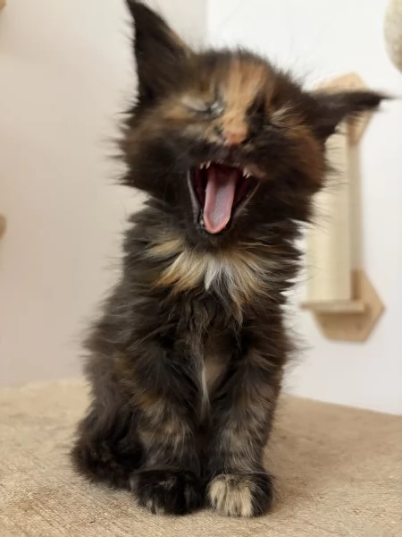 Cuccioli Maine coon nati il 23/12/2025 | Foto 0