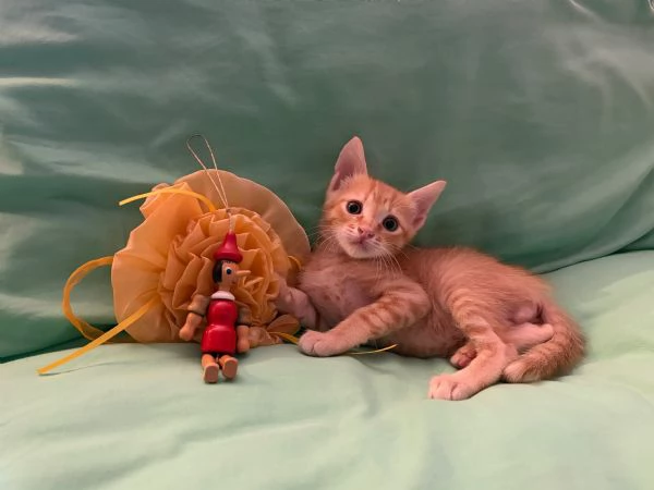 Asterix & Obelix dolcissimi inseparabili  | Foto 6