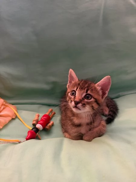 Asterix & Obelix dolcissimi inseparabili  | Foto 4