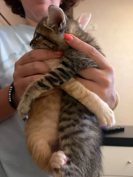 Asterix & Obelix dolcissimi inseparabili  | Foto 1