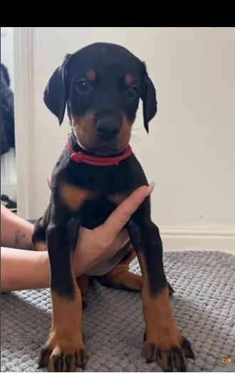 dobermann cuccioli regalo