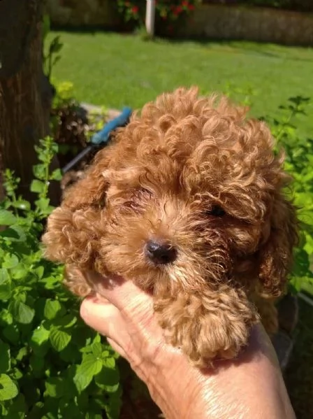 disponibile barboncino toy | Foto 0