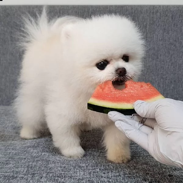 disponibili bellissimi cuccioli di pomerania | Foto 6