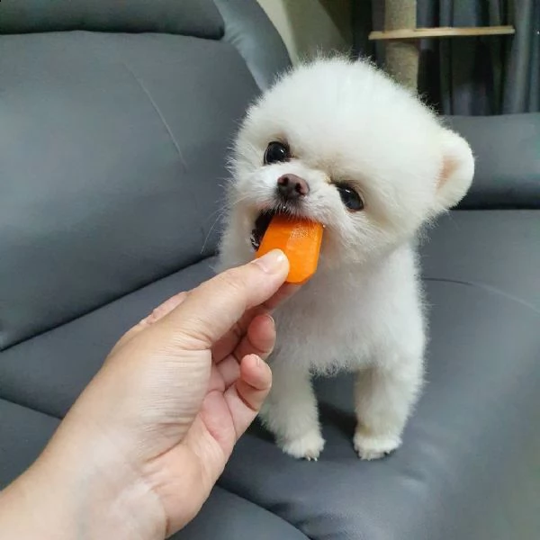 disponibili bellissimi cuccioli di pomerania | Foto 5