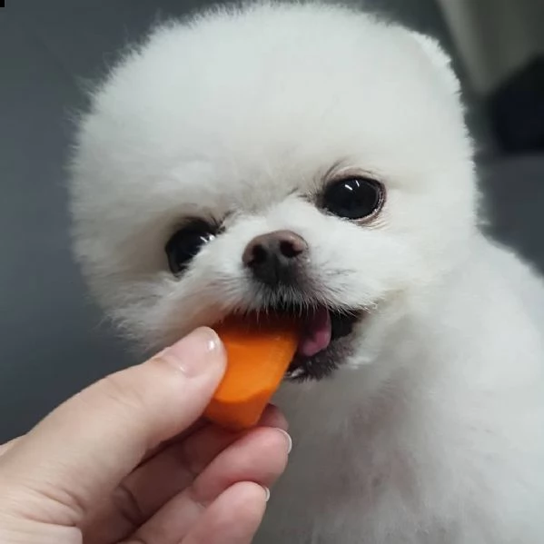disponibili bellissimi cuccioli di pomerania | Foto 4