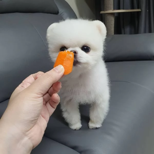 disponibili bellissimi cuccioli di pomerania | Foto 3