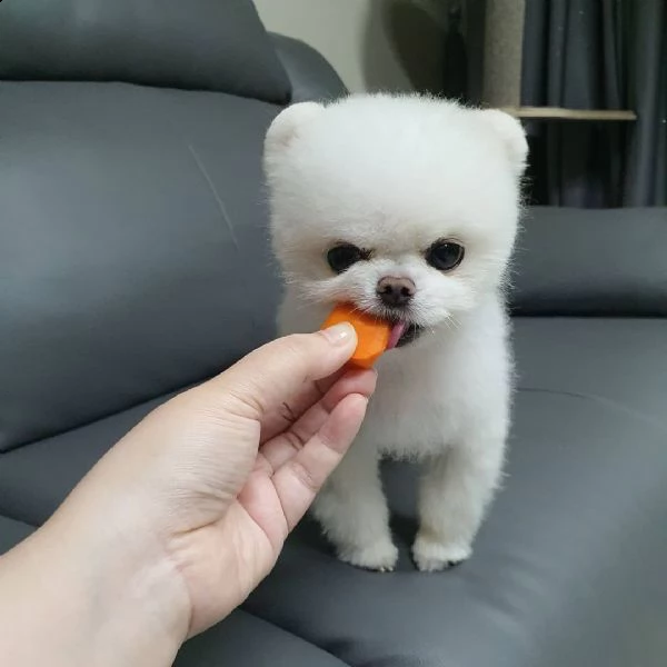 disponibili bellissimi cuccioli di pomerania | Foto 2