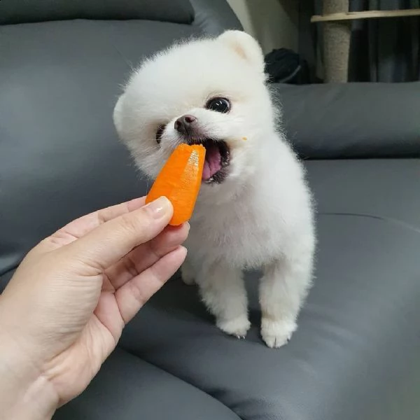 disponibili bellissimi cuccioli di pomerania