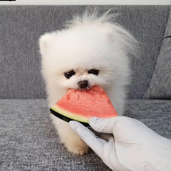 disponibili bellissimi cuccioli di pomerania | Foto 1