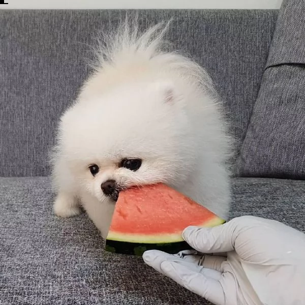 disponibili bellissimi cuccioli di pomerania | Foto 0